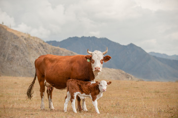 Fototapeta na wymiar Cow and calf standing on a autumn meadow and looking at camera. Space foe text