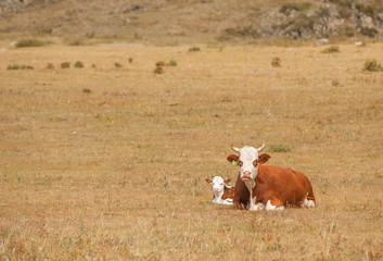 Cow and calf lie on a autumn meadow. Space for text © Ermolaev Alexandr