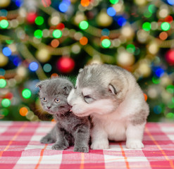Fototapeta na wymiar Playful puppy kisses the kitten on a background of the Christmas tree