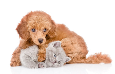 Puppy playing with kitten. isolated on white background