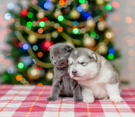 Fototapeta na wymiar portrait of a puppy and a kitten on a background of the Christmas tree
