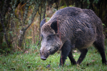 Wildschwein / Wildschweine im Forstenrieder Park
