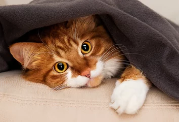 Keuken spatwand met foto cat peeking under blanket © Happy monkey