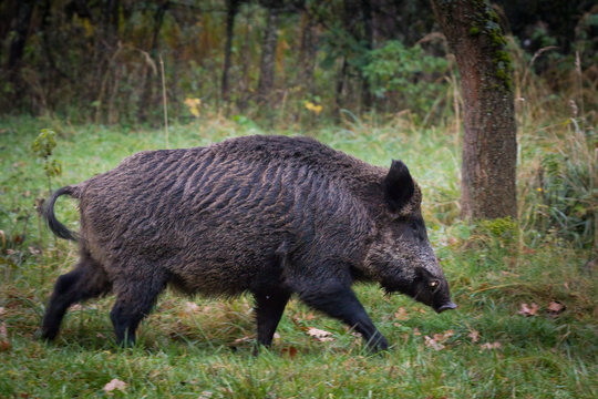 Wildschwein / Wildschweine im Forstenrieder Park