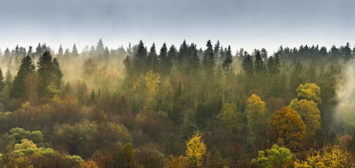 Mountain forest on the mountainside on a foggy evening. The rays of the sun pierce through the fume, the gray and heavy sky will be a storm. It is so after the rain.