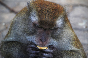 monkey sitting on the floor.
