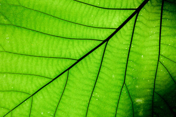 Fototapeta na wymiar perfect green leaf patterns - closeup