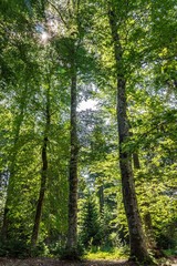 green and tall trees stretching into the sky through the dense forest