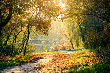 Obraz premium beautiful colorful autumn landscape in forest