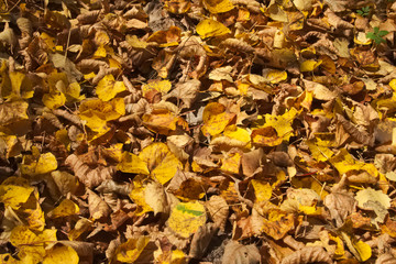 Mix of fallen linden and aspen leaves