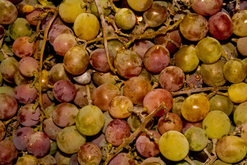 walnut on green grapes