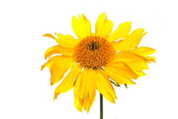 Obraz premium flower isolated on white background