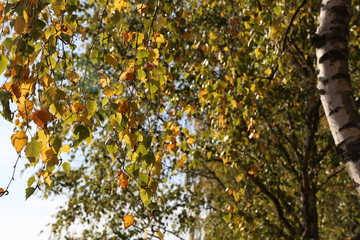 Beautiful autumn. Beautiful autumn yellow leaves on birch.