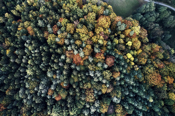 Autumn forest aerial drone view from above, dji