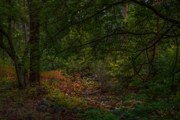 Obraz premium Fall for Sedona