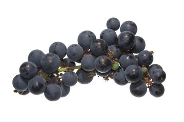 grapes isolated on white background