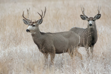 Naklejka na ściany i meble Wild Deer on the High Plains of Colorado - Two Mule Deer Bucks in a Field of Tall Grass