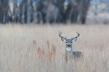 Wild Deer on the High Plains of Colorado - White Tailed Buck in a Field of Tall Grass