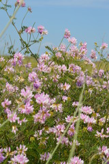 Ukraine.Arabatskaya Arrow. Chokrak