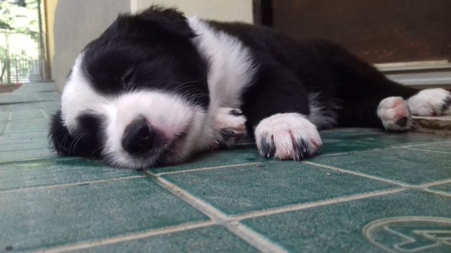 Giovanissimo cucciolo di border collie di due mesi che fa un pisolino in giardino