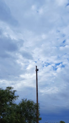 Fototapeta premium Spider web on Prickly Pear Cactus