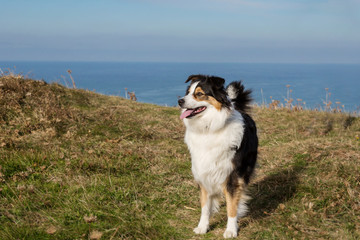 Chienne berger australien tricolore
