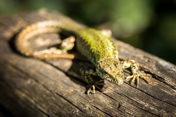 lizard on wook stick 2