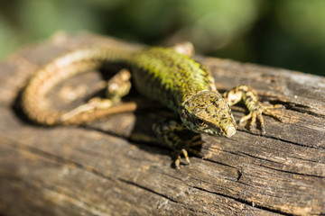 lizard on wood stick
