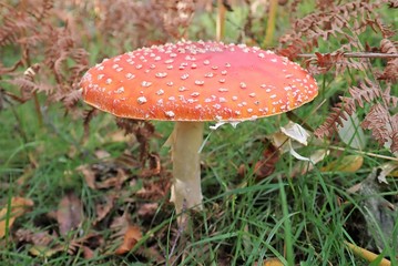 Close-up of Amanita muscaria fly agaric mushroom