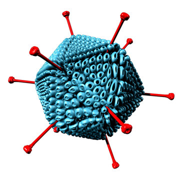 Adenovirus