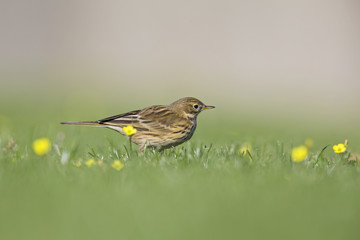 A close-up of a meadow pipit (Anthus pratensis) foraging in a grass field with flowers on the island Heligoland.