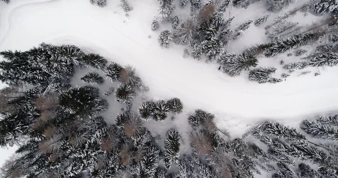Side overhead vertical aerial above snowy trail path with woods forest.Cloudy bad weather.Winter Dolomites Italian Alps mountains outdoor nature establisher.4k drone flight establishing shot