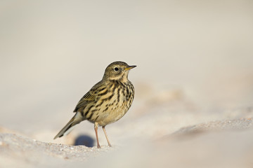  A close-up of a meadow pipit (Anthus pratensis) foraging on the beach of Heligoland. White coloured sand with stones and twigs.