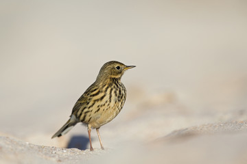 Fototapeta premium A close-up of a meadow pipit (Anthus pratensis) foraging on the beach of Heligoland. White coloured sand with stones and twigs.