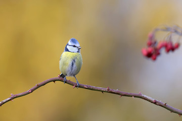 Eurasian blue tit (Cyanistes caroleus) sits on a curved rosehip branch next to hawthorn berries