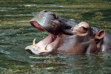 Hippopotamus