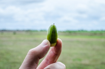 The guy is holding an oak acorn on a blurred background. Collecting acorns during the autumn time of the year © Ivan