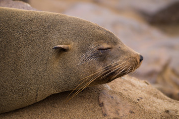 Fototapeta premium Seal laying on the the sandy beach at the pacific coast of Namibia