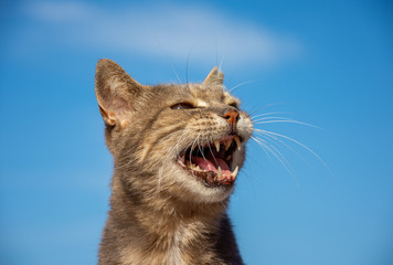 Urlaub, Mallorca, Valldemossa, Starand, Meer, Möven, Zitronen, Berge, Blumen, Wandern, Reisen