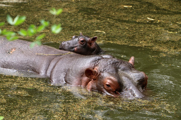 Hippopotamus with baby