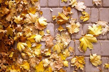 Autumn colorful leaves background