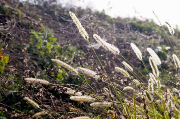 spikelets