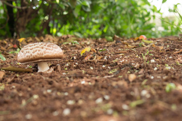 mushroom alone in forest