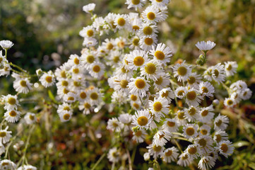 White flowers