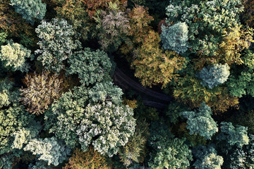Autumn forest aerial drone view from above, dji