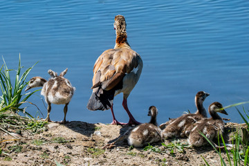 Young Egyptian Goose stretches small wings over a calm still lake