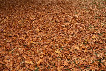 Herbstlaub an der Promende, Münster, Westfalen, Deutschland