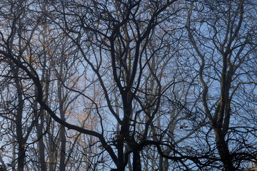 Äste und Zweige am Morgen