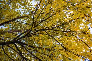 Fototapeta na wymiar autumn yellow trees