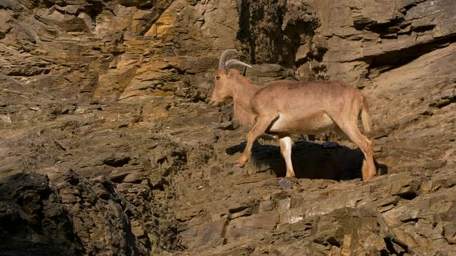Barbary sheep (Ammotragus lervia) on the rocks